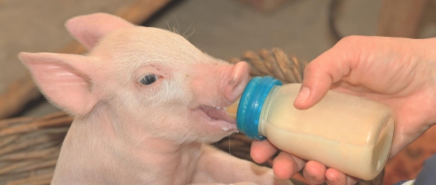 Sustituto de leche para el crecimiento de los animales.